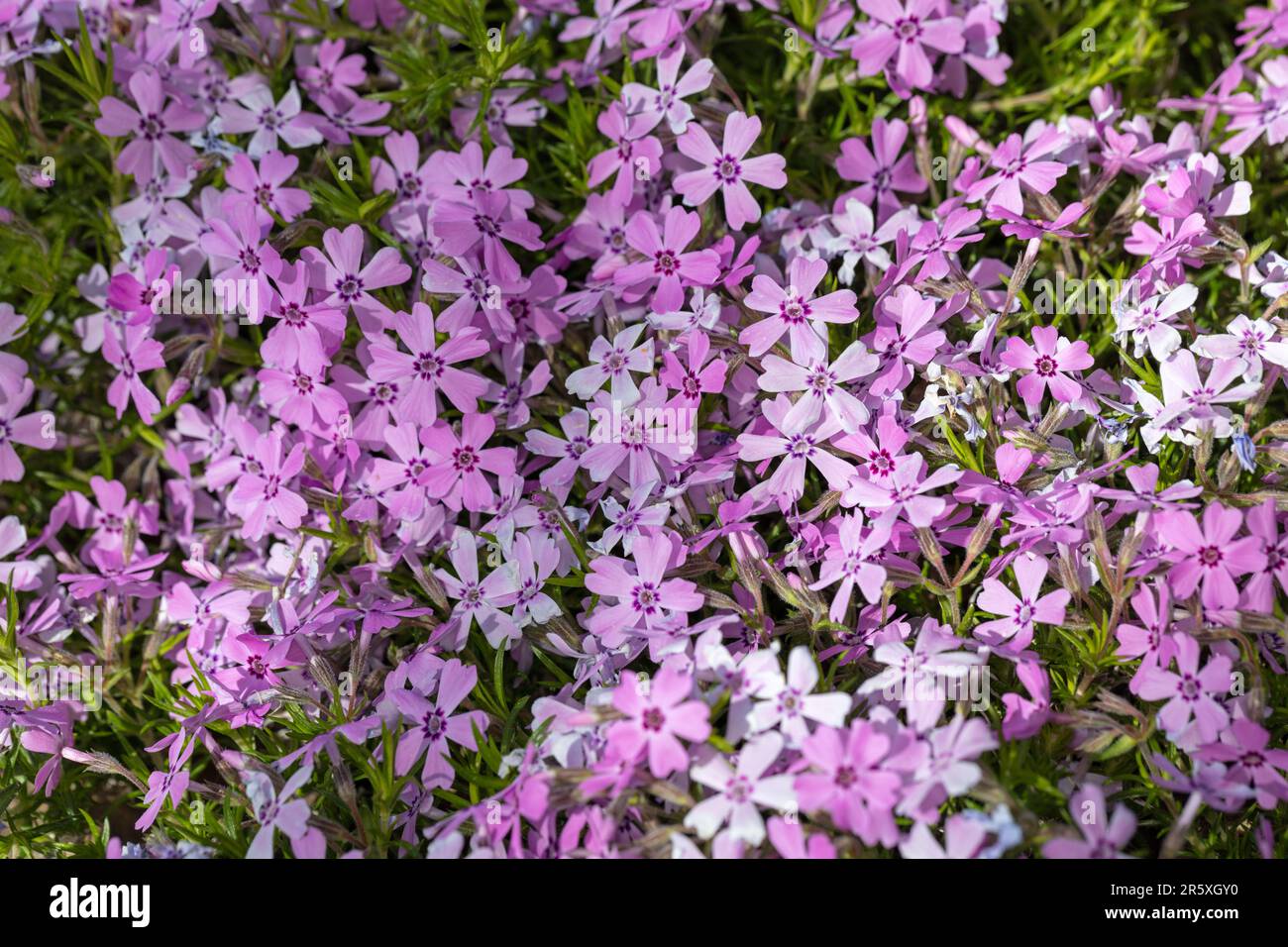 "Rosetta" Kelsey's Phlox, Skunkflox (Phlox kelseyi) Foto Stock
