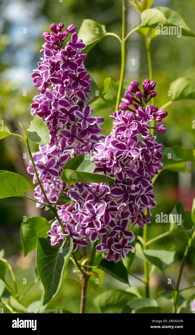 'Sensation' Lilac, Syren (Syringa vulgaris) Foto Stock