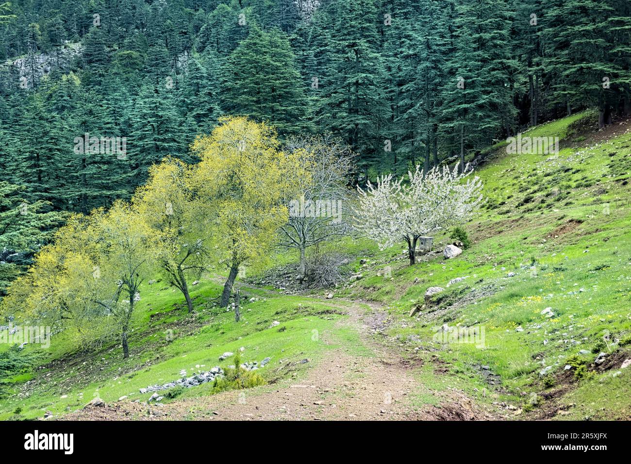 Fiori di mandorle primaverili sulla via Licia, Geyikbayırı, Turchia Foto Stock