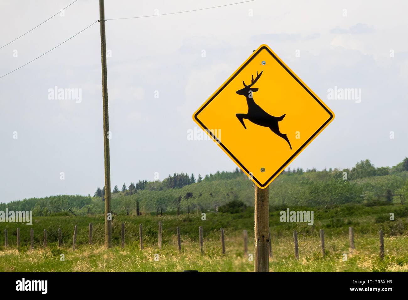 Cochrane, Alberta, Canada. 4 giugno 2023. Un segno di incrocio dei cervi. Foto Stock