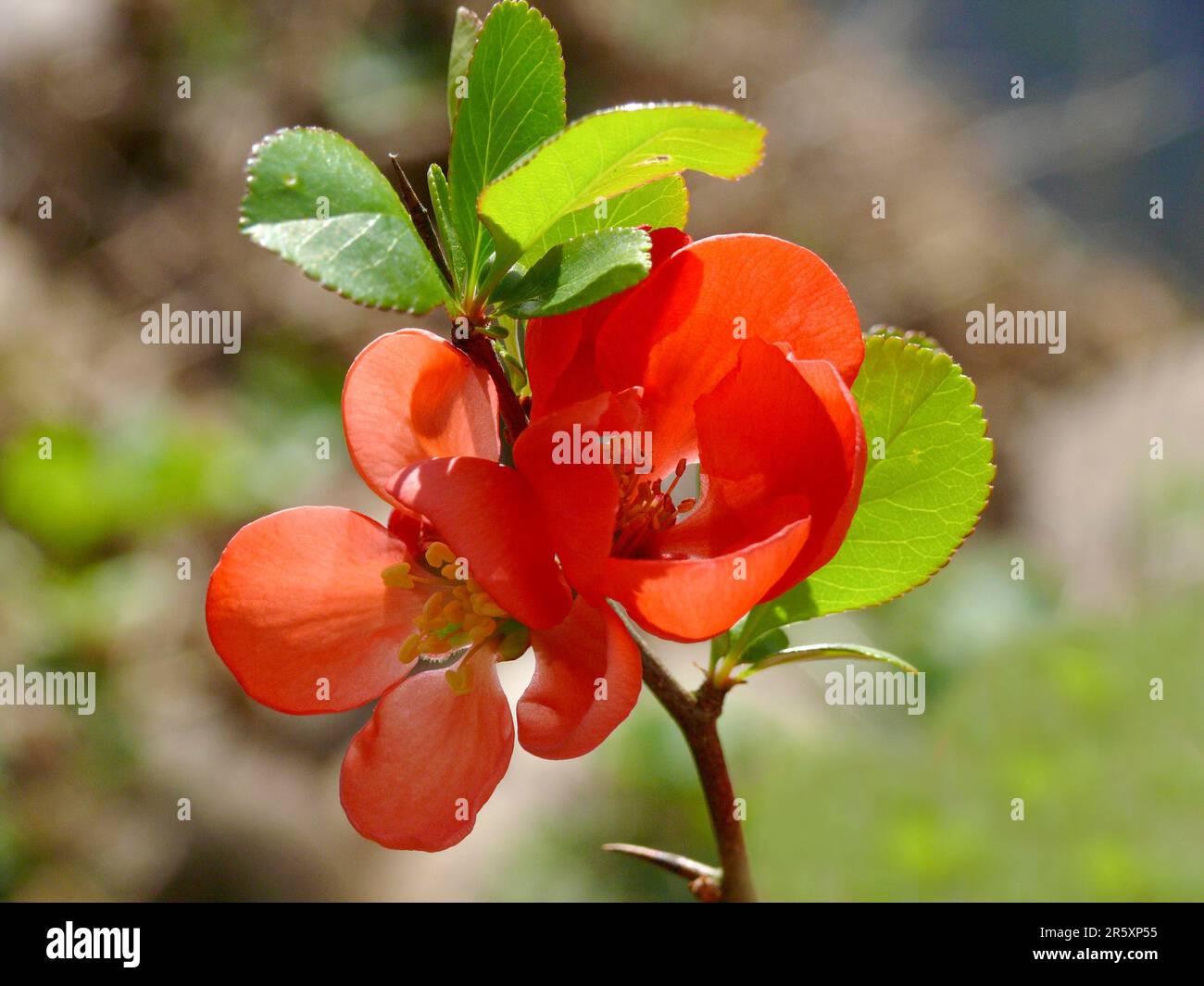 Cotogna ornamentale giapponese (Chaenomeles japonica), limone settentrionale Foto Stock