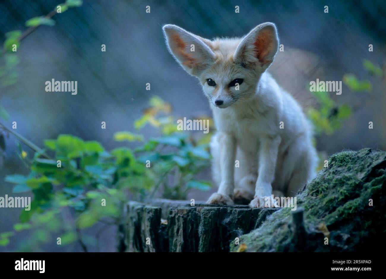 Fennek fennec fox (Vulpes zerda) Foto Stock