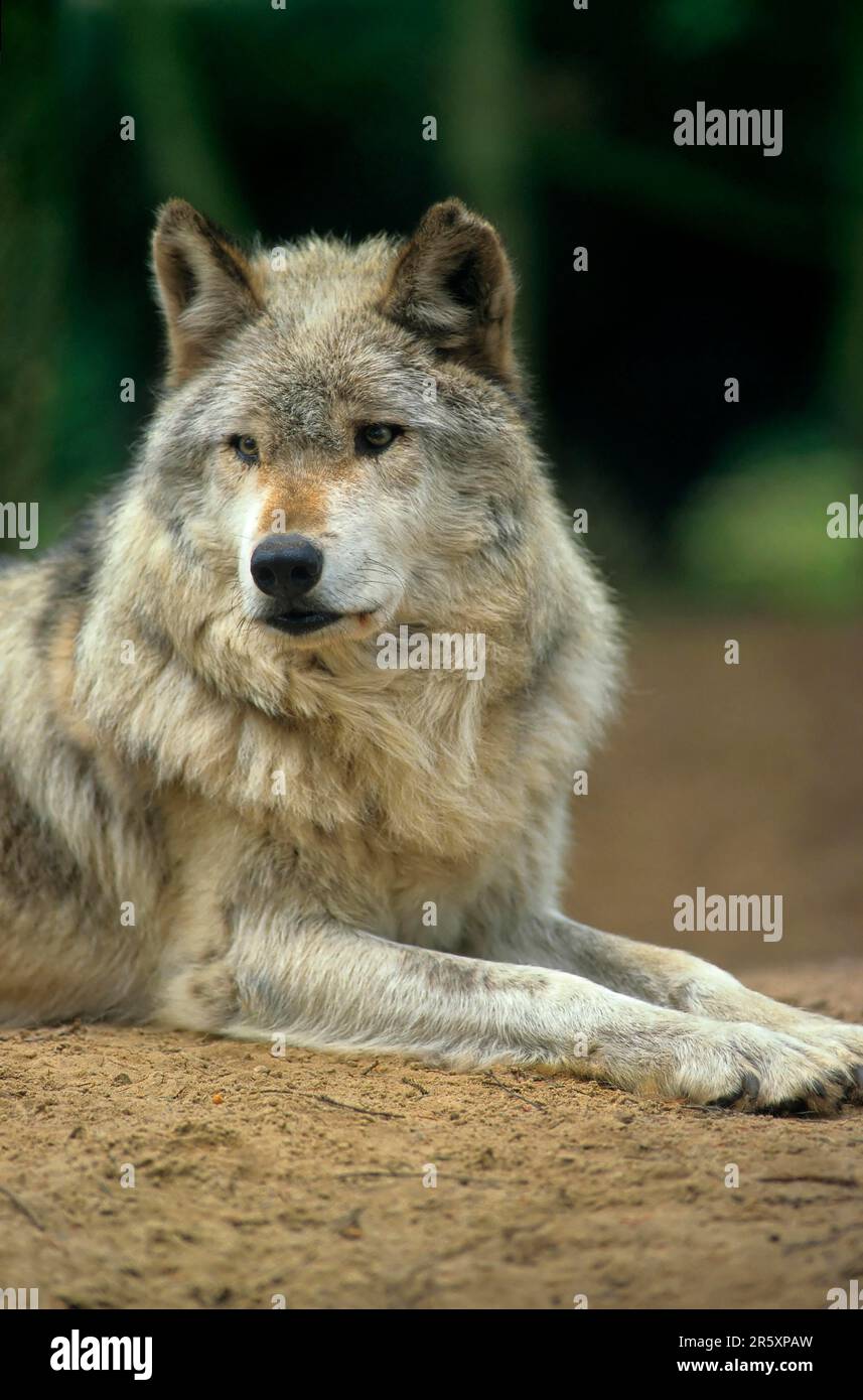 Lupo della valle di Mackenzie (Canis lupus occidentalis) Foto Stock