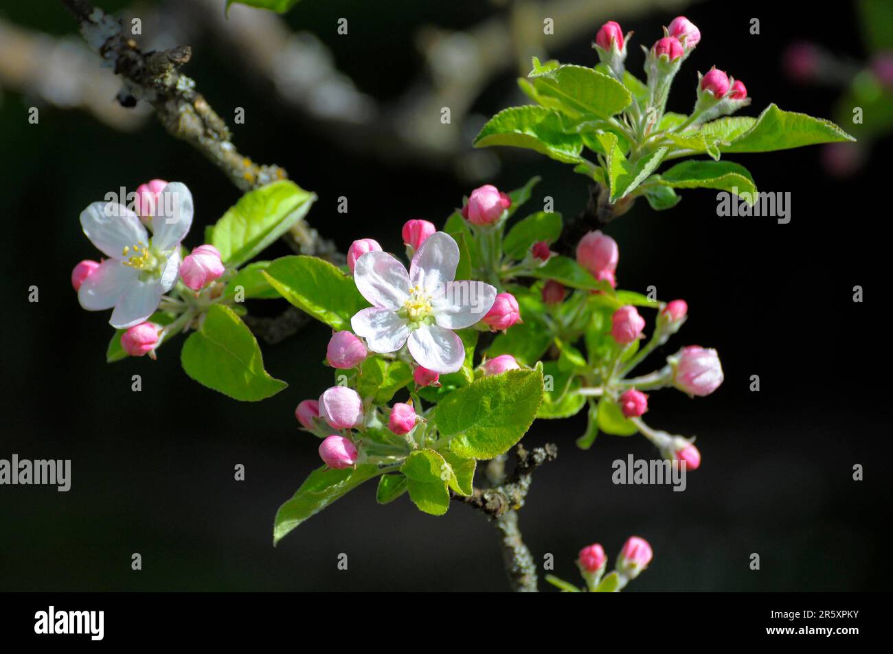 Ramo di fiori di mela nel giardino, melo (Malus domestica), albero fiorito Foto Stock
