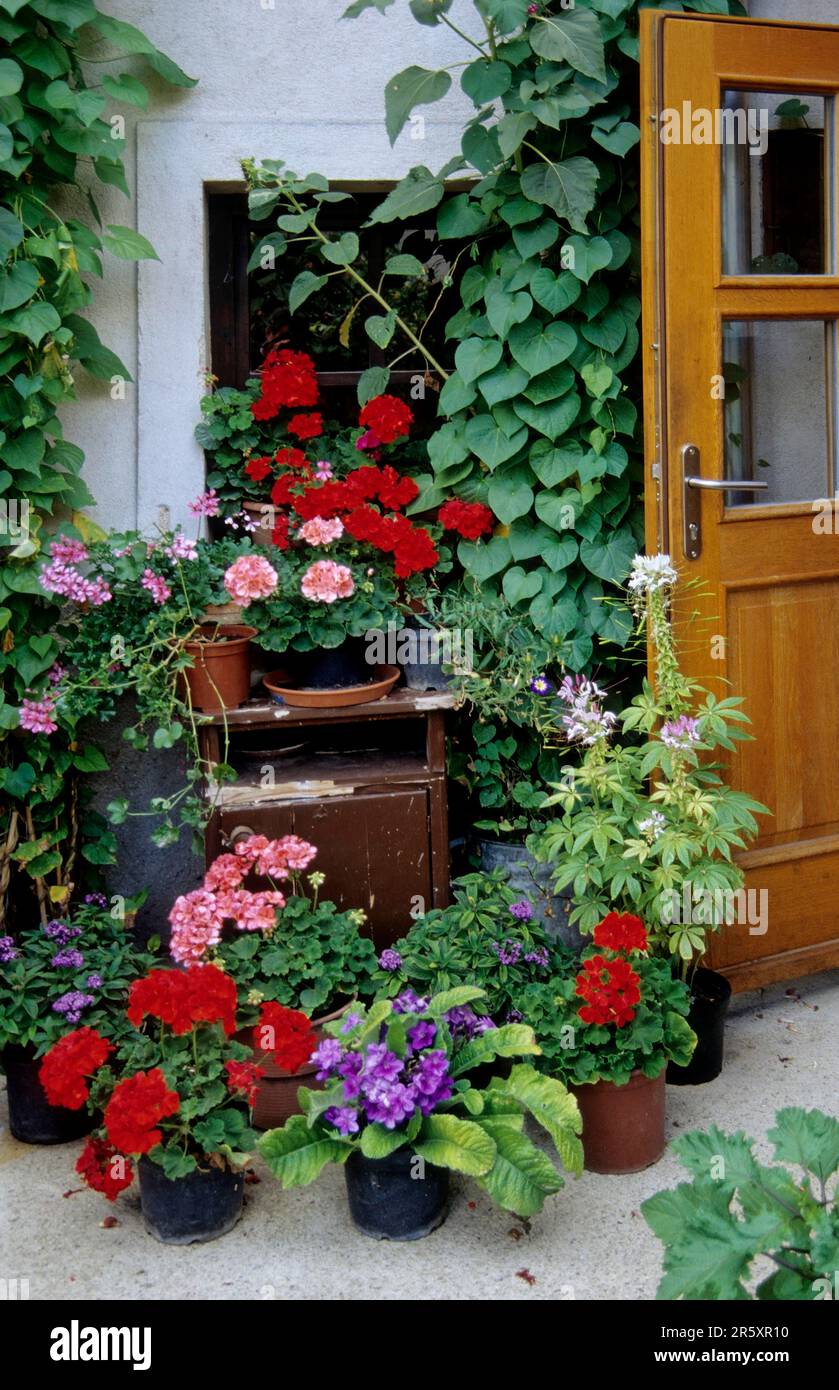 Lago Neusiedl, Burgenland, giardino in una casa a Rust Foto Stock