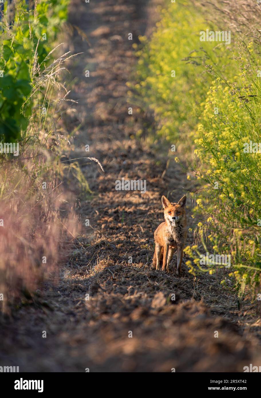 Volpe rossa, vulpes volpi, fissando la fotocamera sulla glade del campo Foto Stock