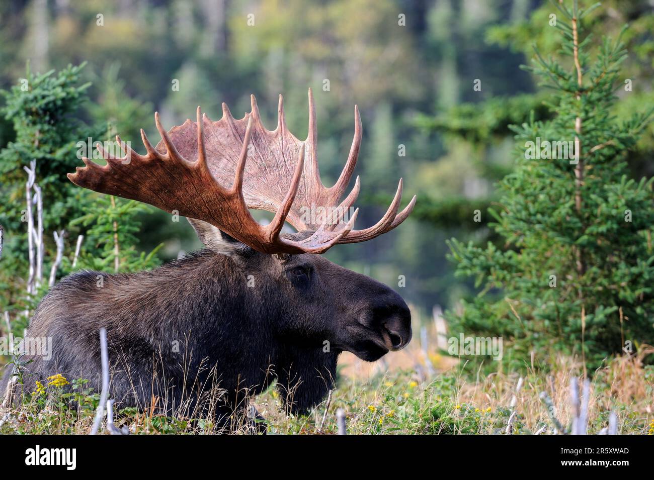 Elk (Alces alces), maschio, Cap Breton Highlands National Park, Canada Foto Stock