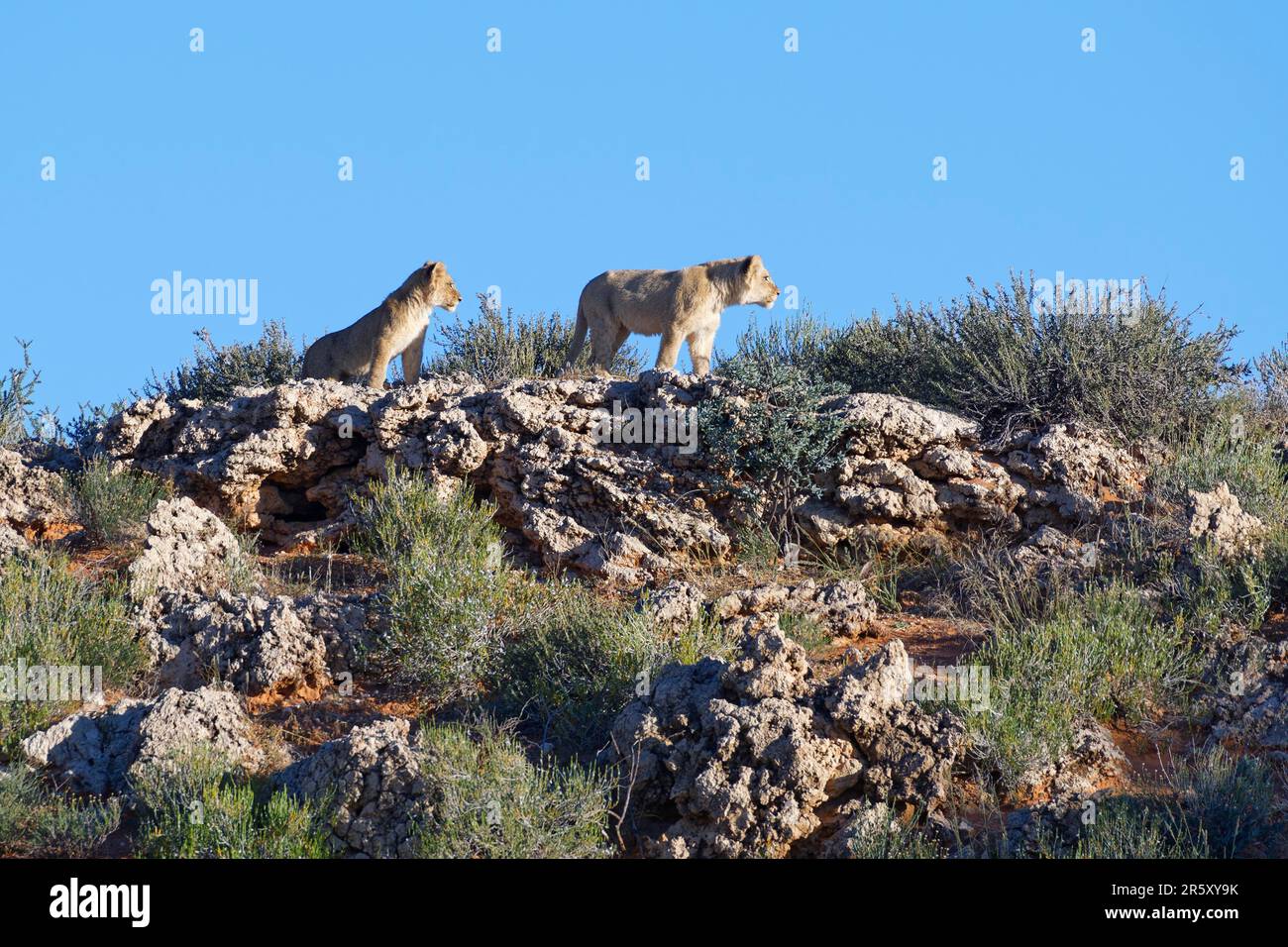 Leoni africani (Panthera leo), due cuccioli di leone che si eran sulla cresta di una duna rocciosa, sul belvedere, deserto di Kalahari, Kgalagadi Transfrontier Park, Nort Foto Stock