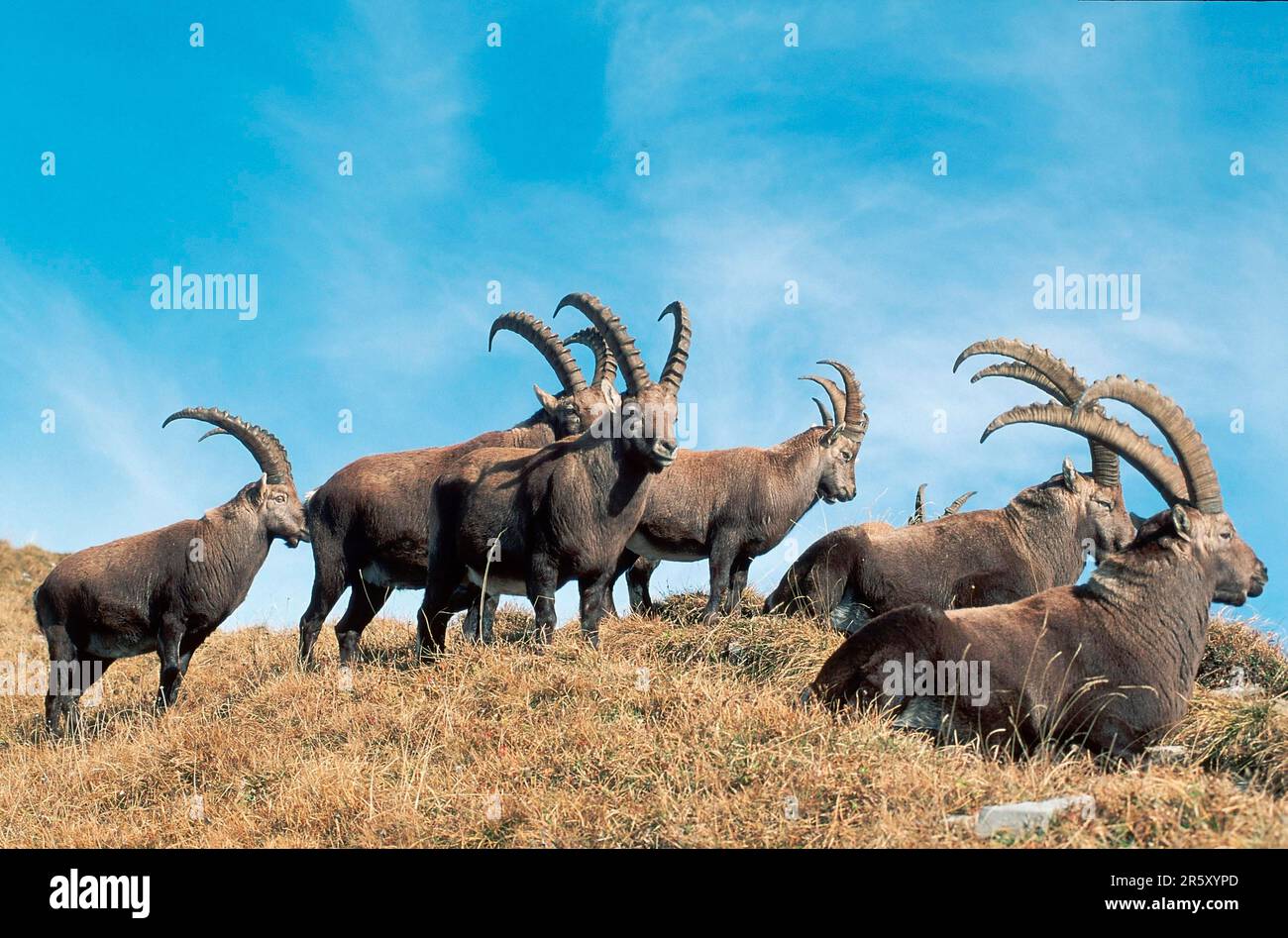 Stambecco alpino (capra stambecco), maschi, Svizzera, alpi, SIDE Foto Stock