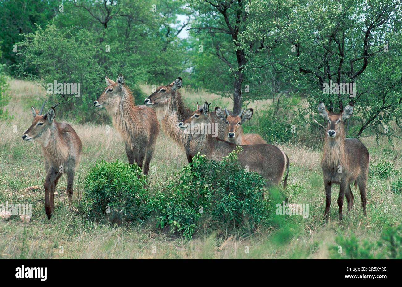 Seggiovie, femmine e giovani, parco nazionale Kruger, Sudafrica (Kobus ellissiprymnus ellissiprymnus) Foto Stock