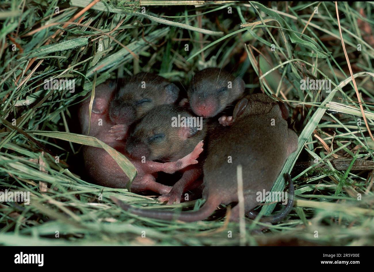 Topi di casa (Mus musculus), animali giovani, 1 settimana di età, Germania Foto Stock