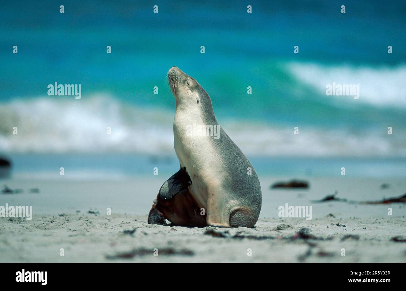 Australian Sea Lion (Neophoca cinerea), Kangaroo Island, in Australia Foto Stock