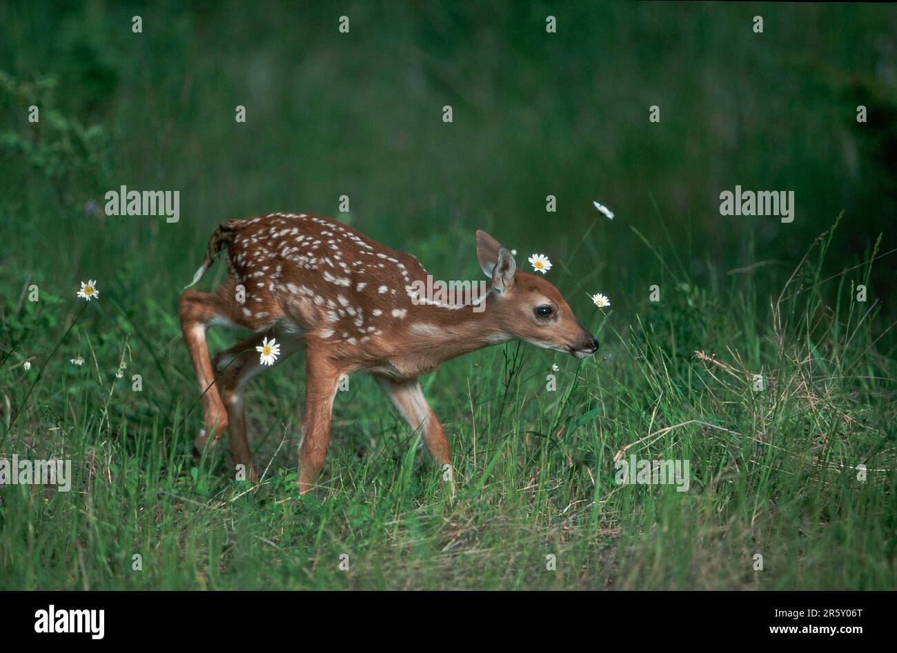 Cervi dalla coda bianca, fawn, Montana, USA (Odocoileus virginianus), lato Foto Stock