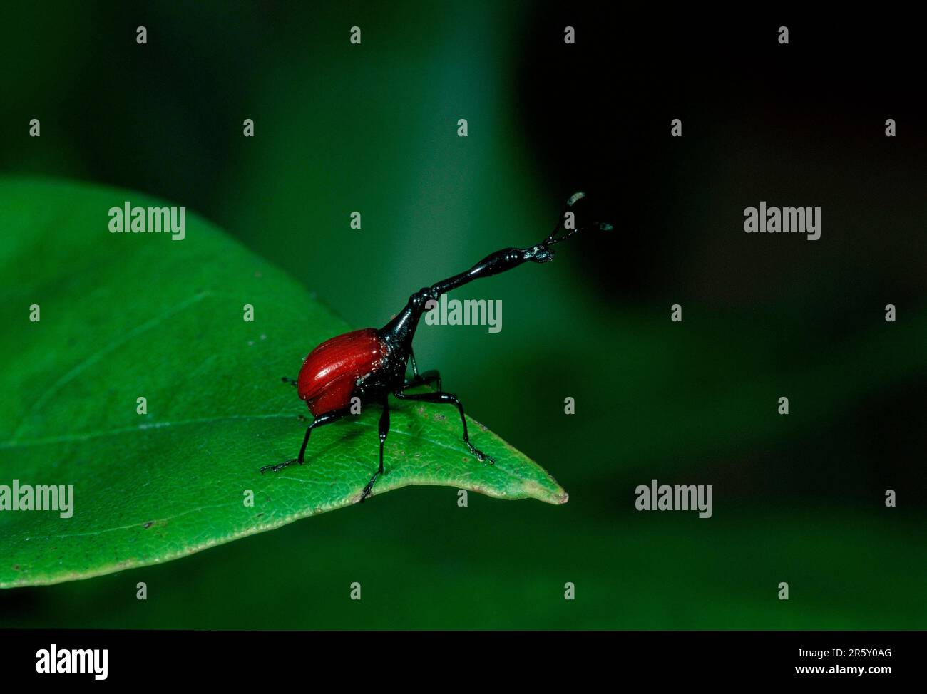 Weevil con collo a giraffa, Madagascar (Trachelophorus giraffa), Beetle con giraffa Foto Stock