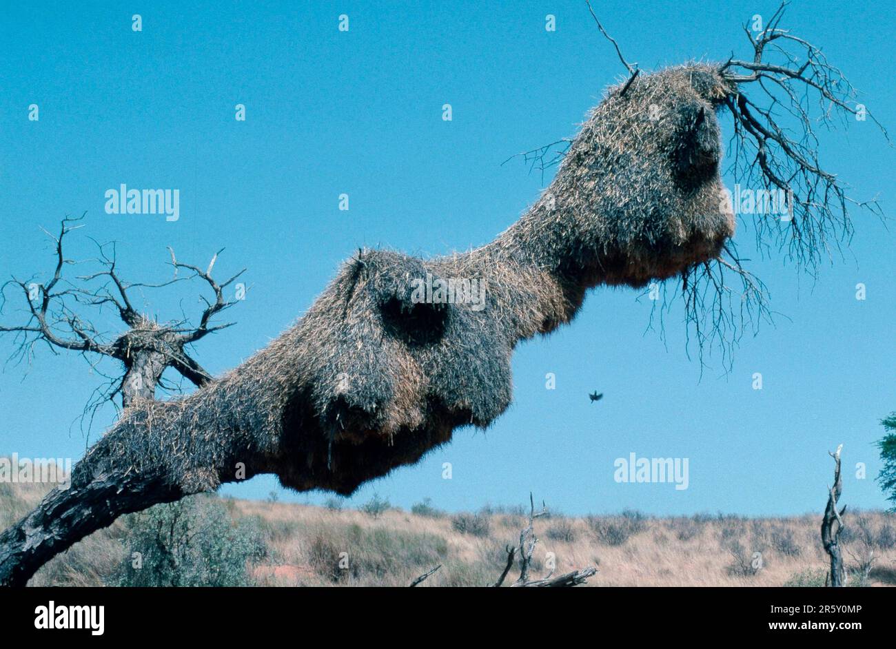 Sociable Weaver (Philetairus socius), colonia di nidi, parco nazionale Kalahari Gemsbok, Sudafrica Foto Stock