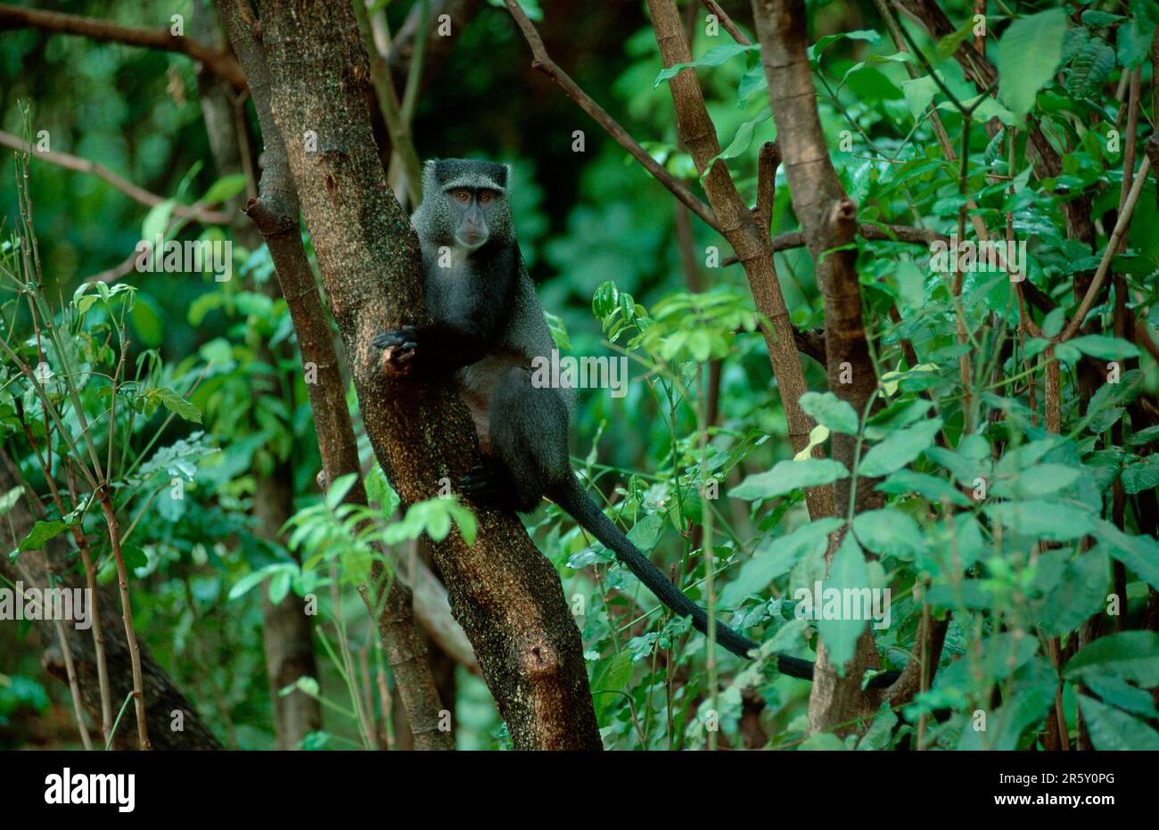 Scimmia blu, parco nazionale del lago Manyara, Tanzania (Cercopithecus mitis) Foto Stock