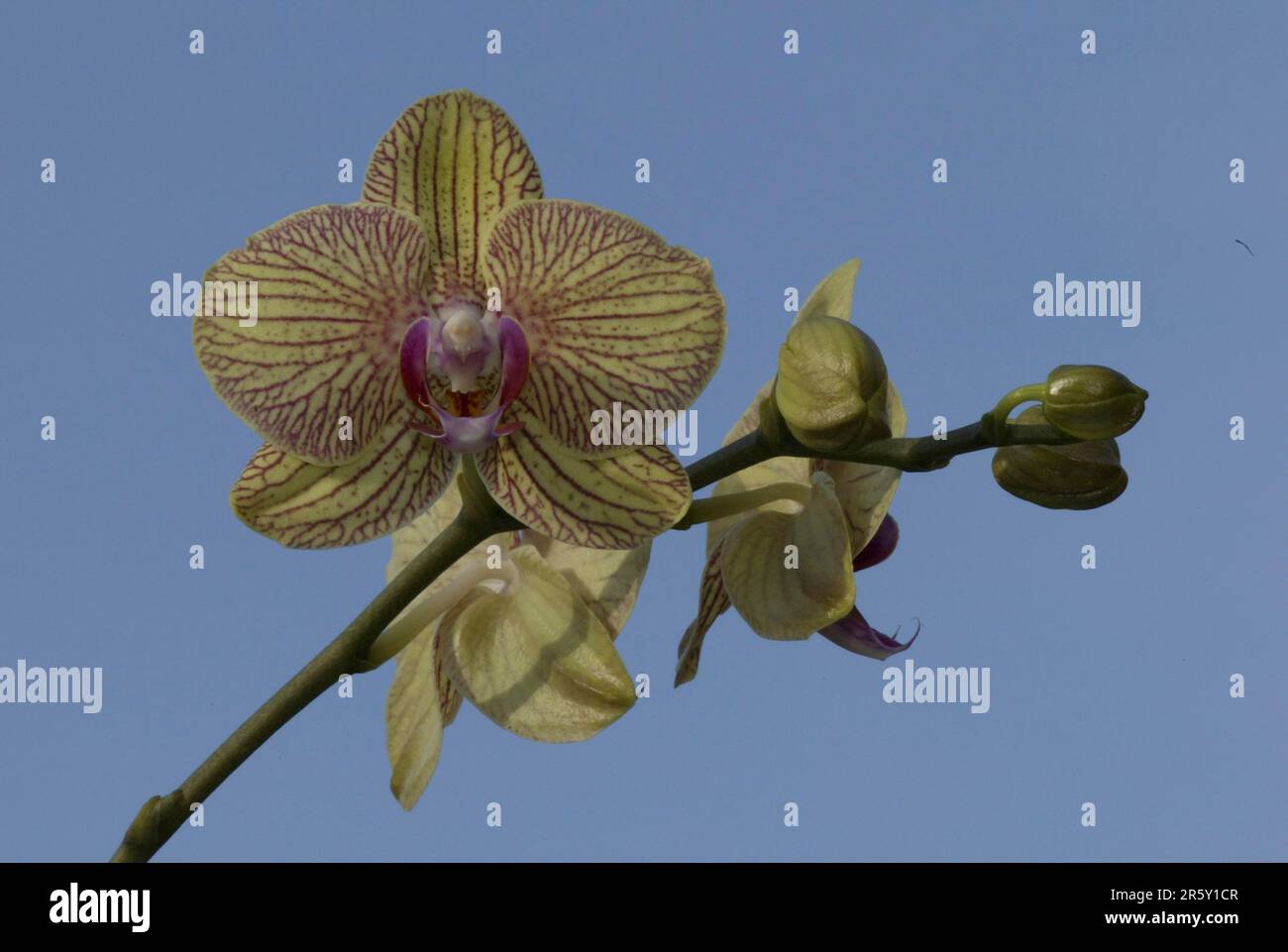Fiori di orchidee, fiori di orchidee, fiori di orchidee (Phalaenopsis), orchidee, piante ornamentali, fiori ornamentali, formato paesaggistico, orizzontale Foto Stock