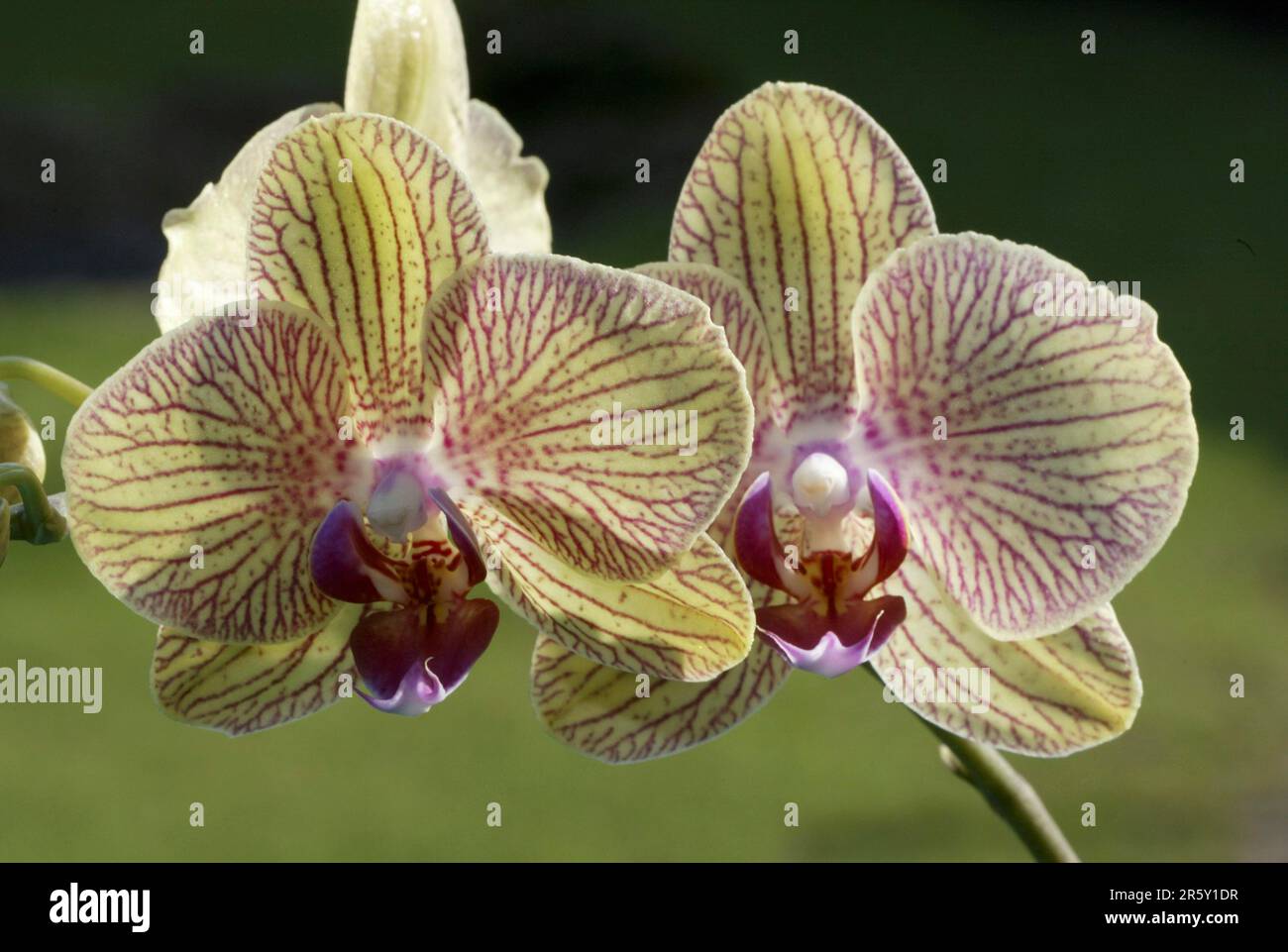 Fiori di orchidee, fiori di orchidee, fiori di orchidee (Phalaenopsis), orchidee, piante ornamentali, fiori ornamentali, formato paesaggistico, orizzontale Foto Stock