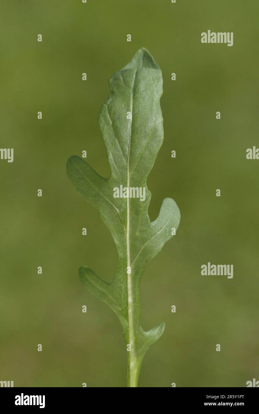 Foglio di rucola (Eruca vescicaria sativa) Foto Stock