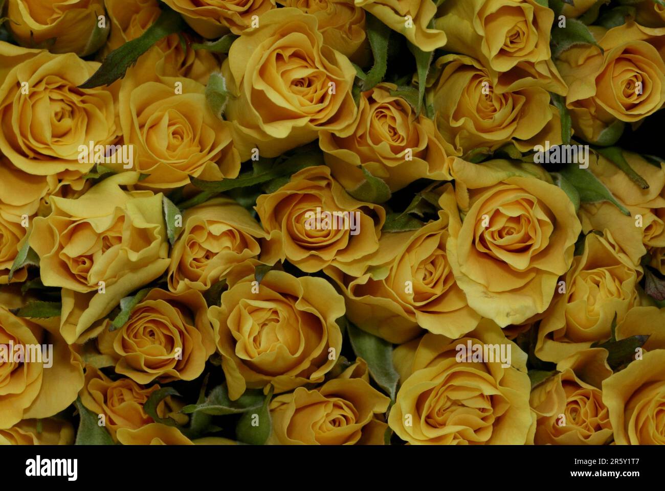 Rose, fiori, piante ornamentali, famiglia di rose ornamentali, Rosaceae, sfondo, fiori, giallo, formato orizzontale, orizzontale Foto Stock