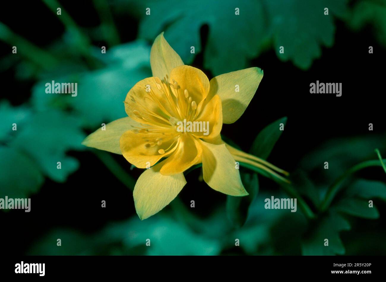 Golden Columbine, Arizona, Stati Uniti (Aquilegia crysanthea) Foto Stock