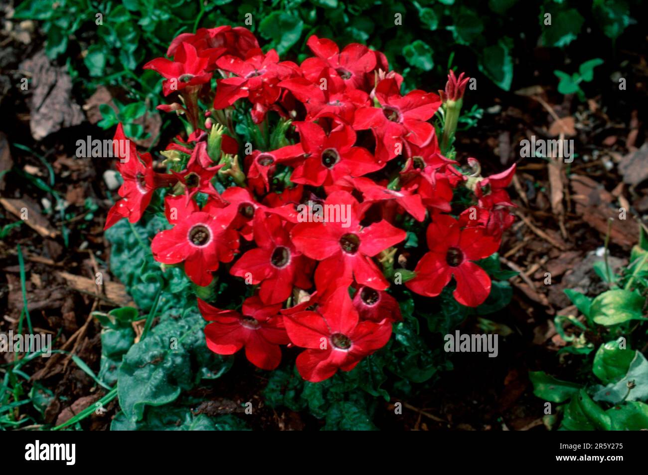 Tobac (Nicotiana x sanderae) Foto Stock