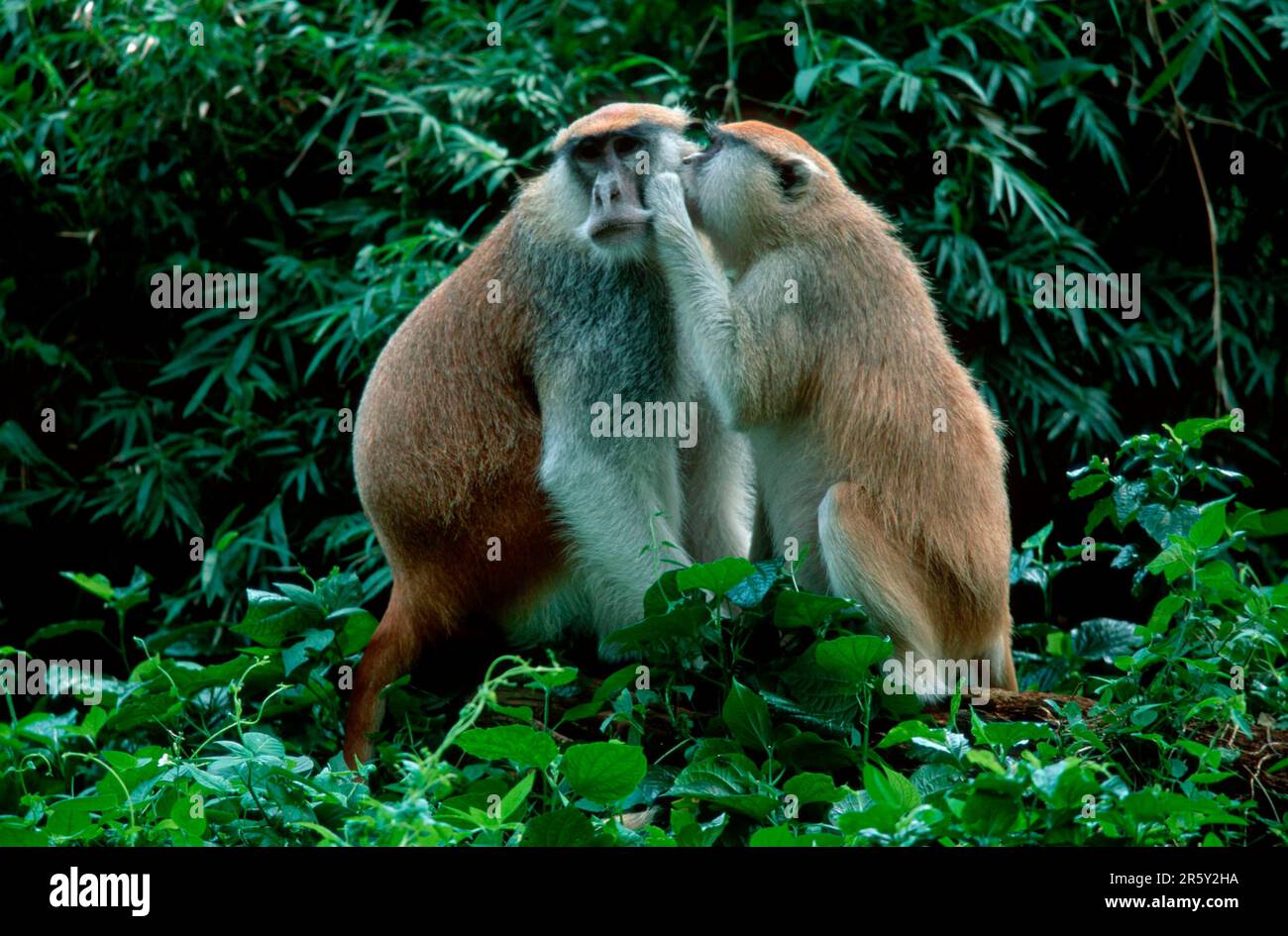 Grande scimmia bianco-naso, coppia, governare, bianco naso hussar scimmia (Erythrocebus patas pyrhonotus), governare a vicenda Foto Stock