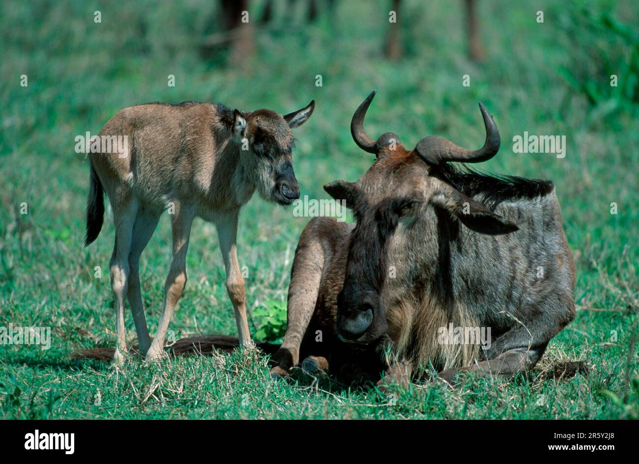 Blue Wildebeests, mucca con vitello, Parco Nazionale Serengeti, Tanzania, orientale bianco-bearded wildebeest (Connochaetes taurinus albojubatus) Cow with Foto Stock