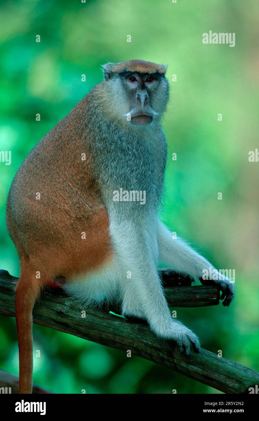 Scimmia grande Spectacled, scimmia hussar naso bianco (Erythrocebus patas pyrhonotus) Foto Stock