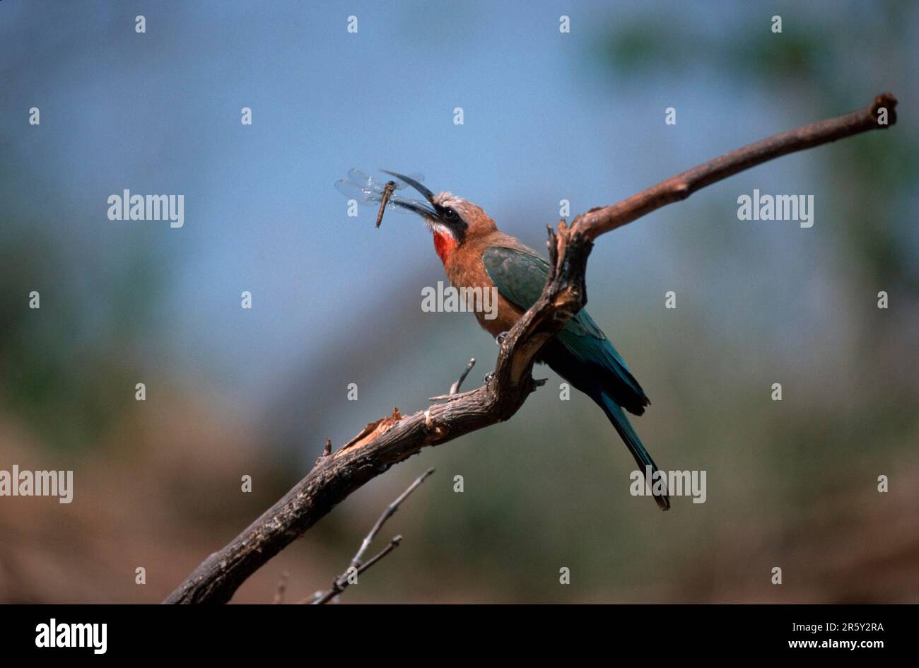 Bee-eater (Merops bullockoides) con preda, Chobe, Parco Nazionale, Botswana, mangiatelle d'api con vista bianca e libellula catturata, Chobe Foto Stock