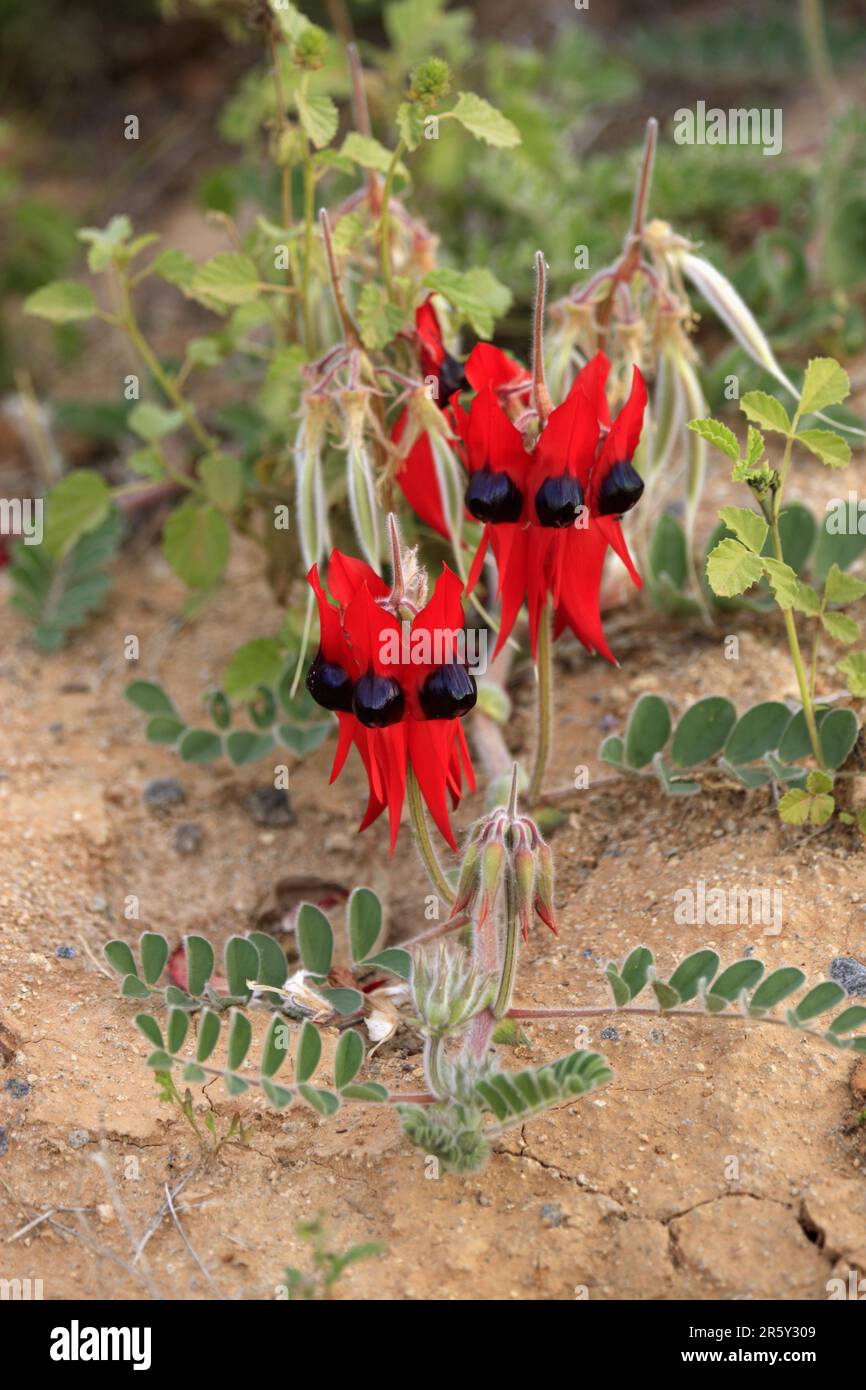 Pisello australiano del deserto, Sturt National Park, New South Wales (Swainsona formosus), Australia Foto Stock