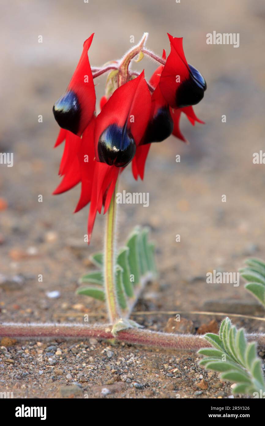 Piselli australiani del deserto, fiori, Sturt National Park, New South Wales (Swainsona formosus), Australia Foto Stock