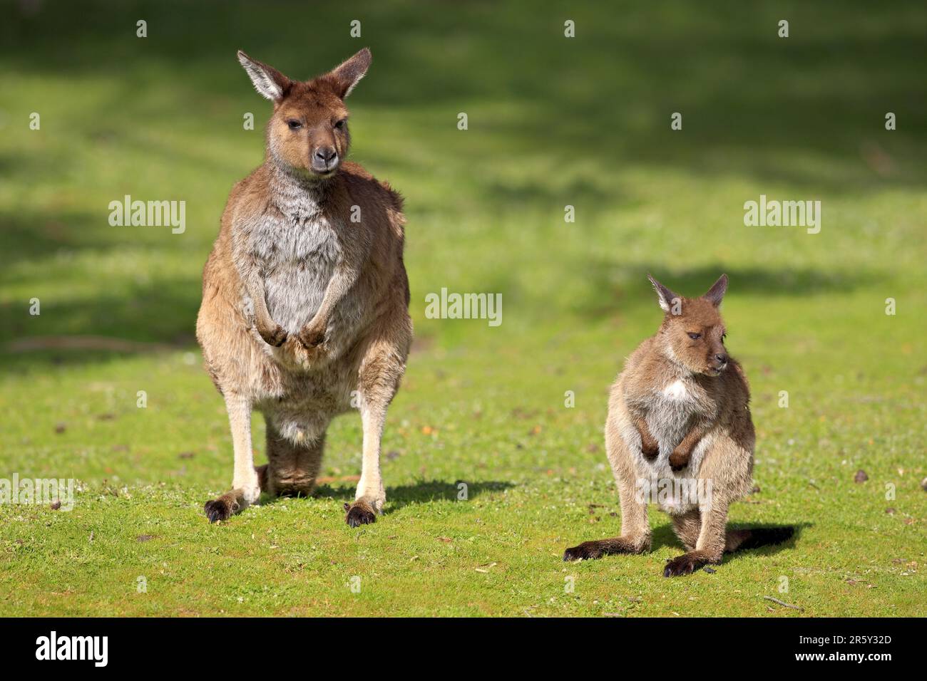 Western Grey Kangaroo (Macropus fuliginosus), femmina con giovane, Kangaroo Island, South Australia, Kangaroo Island, Canguro dalla faccia nera Foto Stock