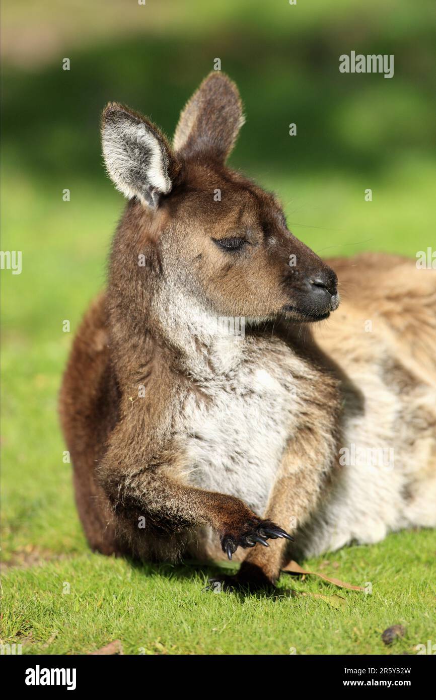 Canguro grigio occidentale (Macropus fuliginosus), Kangaroo Island, Australia Meridionale, Kangaroo Island, canguro nero Foto Stock