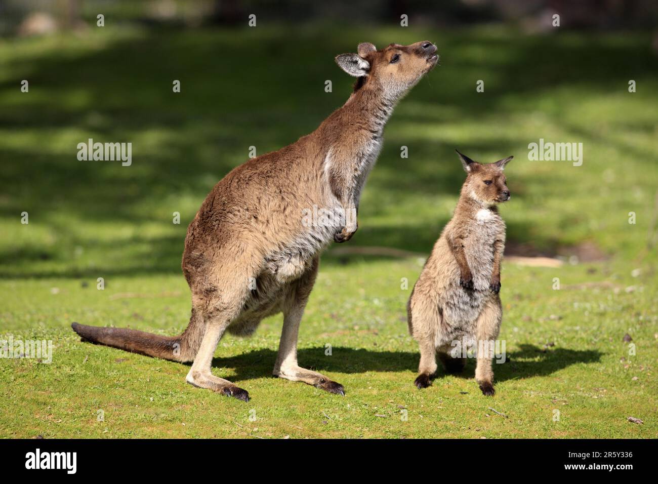 Western Grey Kangaroo (Macropus fuliginosus), femmina con giovane, Kangaroo Island, South Australia, Kangaroo Island, Canguro dalla faccia nera Foto Stock