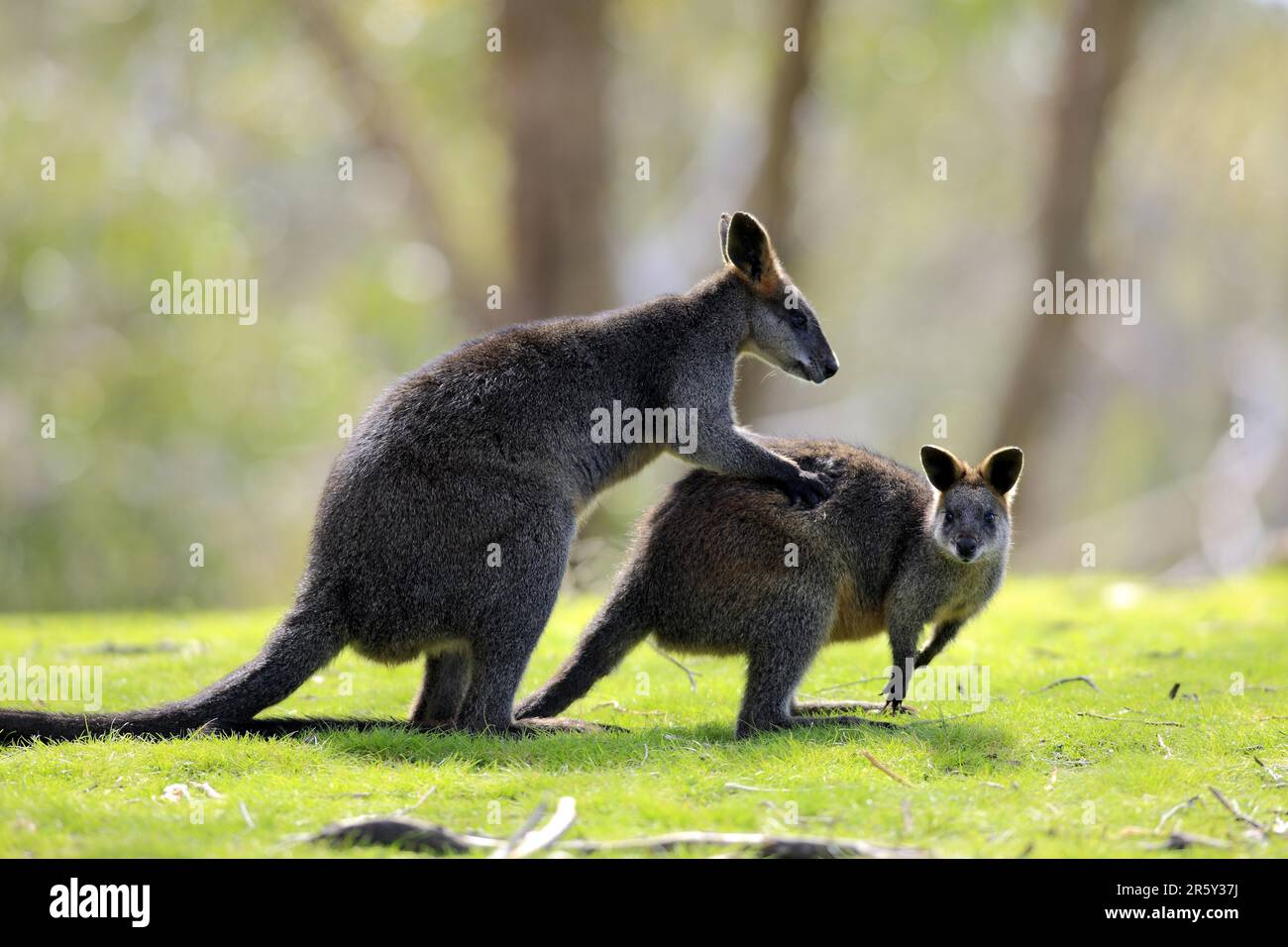 Palude (Wallabia bicolore) Wallabys, coppia, Australia Meridionale Foto Stock