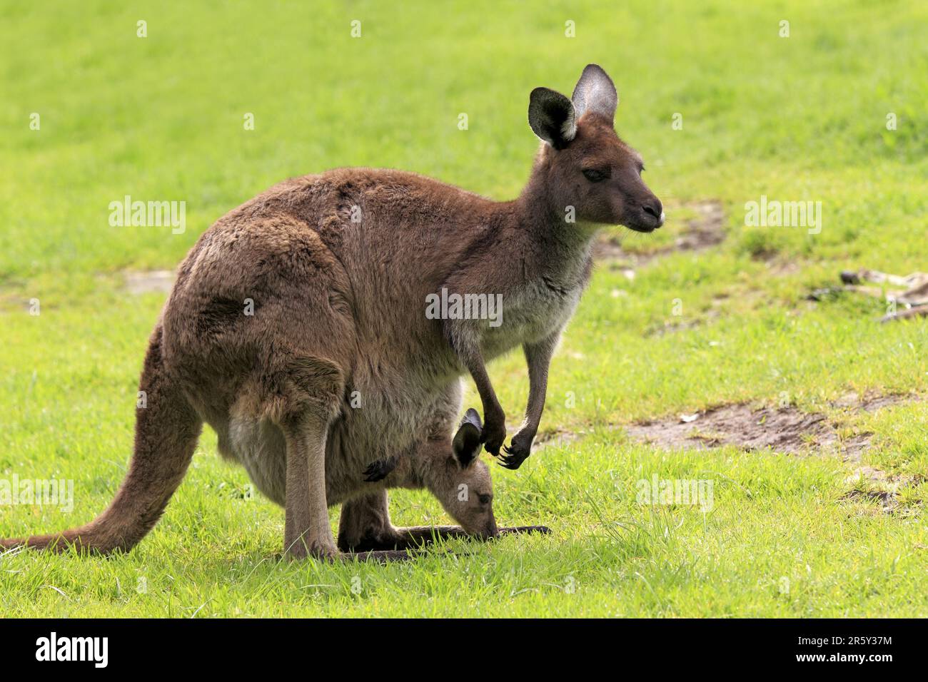 Canguri grigi occidentali (Macropus fuliginosus), femmina con joey Foto Stock