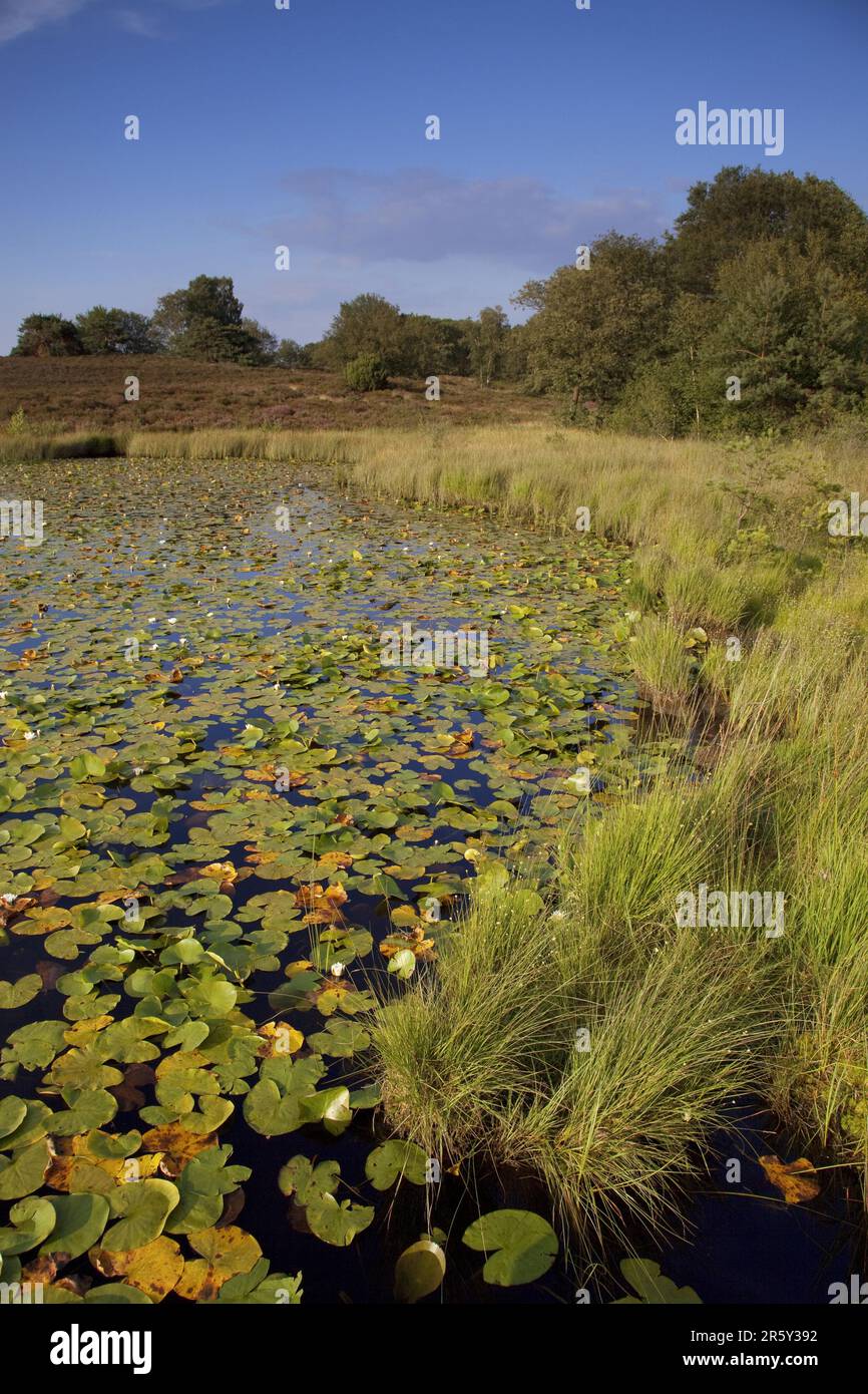 Rolvennen, Parco Nazionale De Meinweg, laghetto di palude, lago di palude, Paesi Bassi Foto Stock