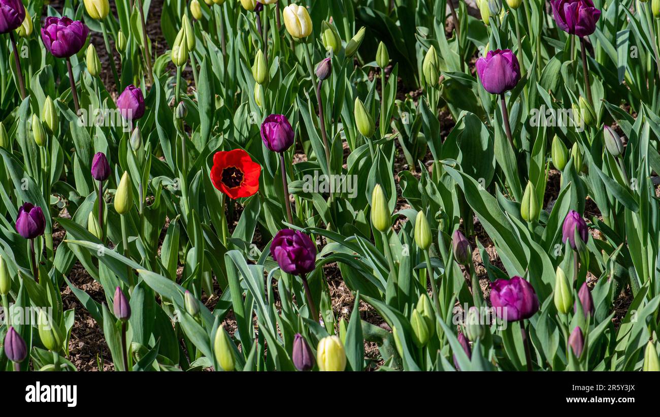 papavero rosso singolo nel campo di tulipfield Foto Stock