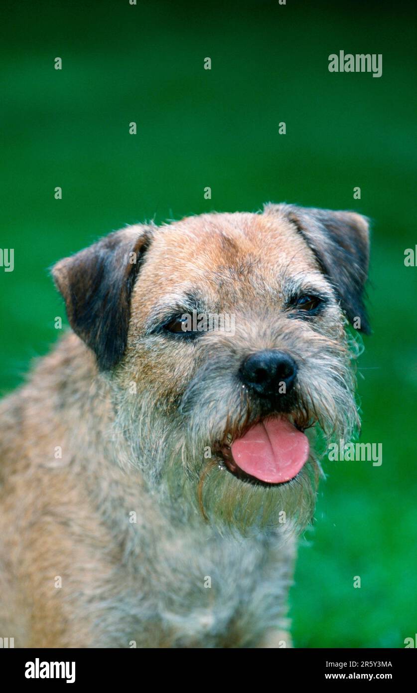 Border terrier Foto Stock