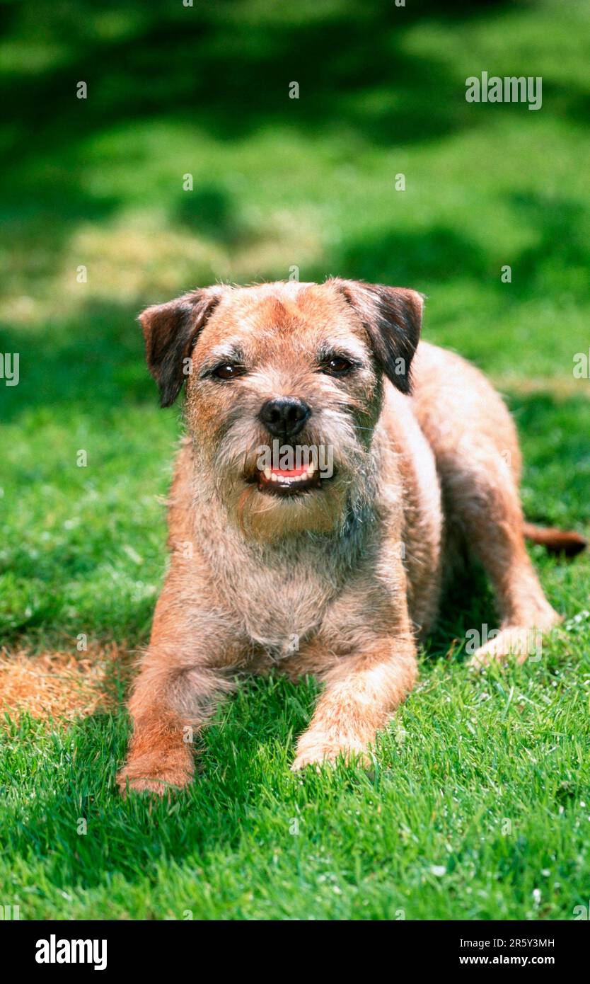 Border terrier Foto Stock