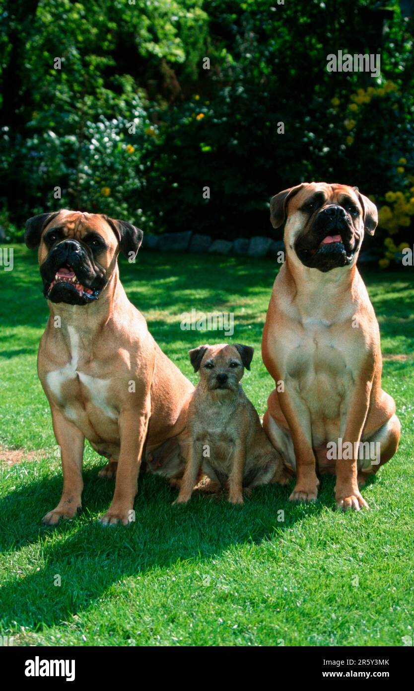 Bullmastiff e Terriers di confine Foto Stock