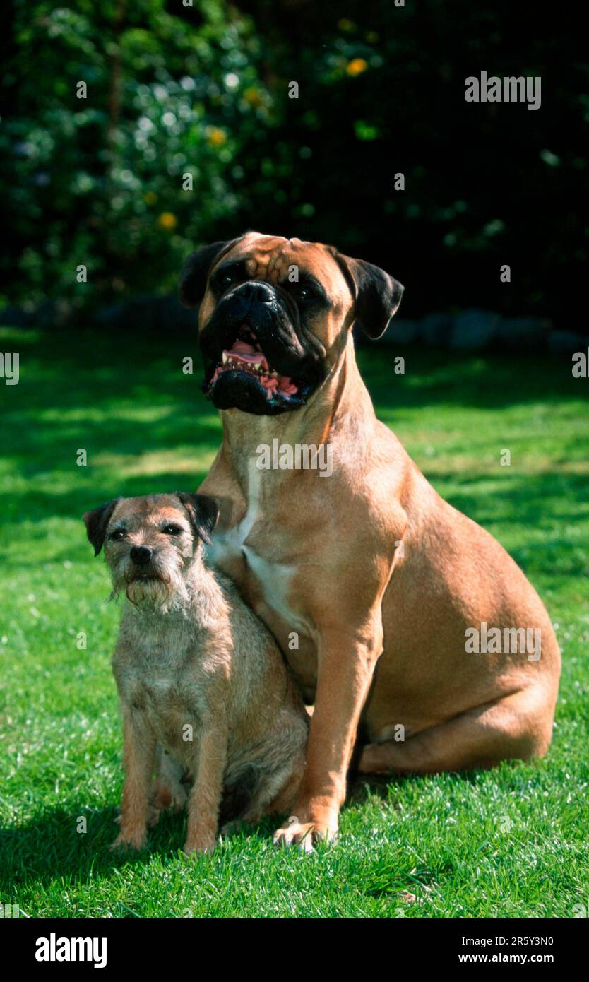 Bullmastiff e Border Terrier Foto Stock