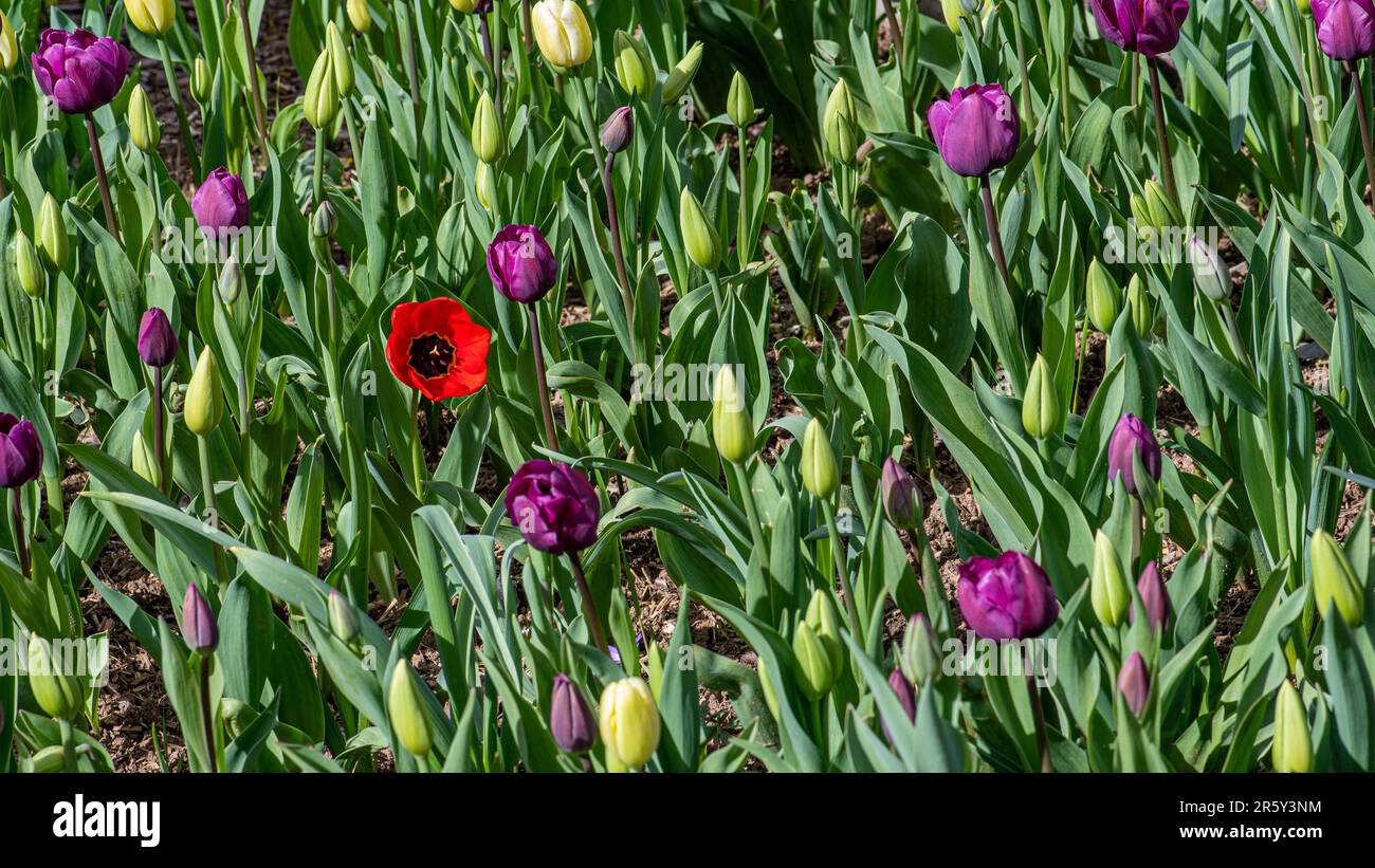 papavero rosso singolo nel campo di tulipfield Foto Stock