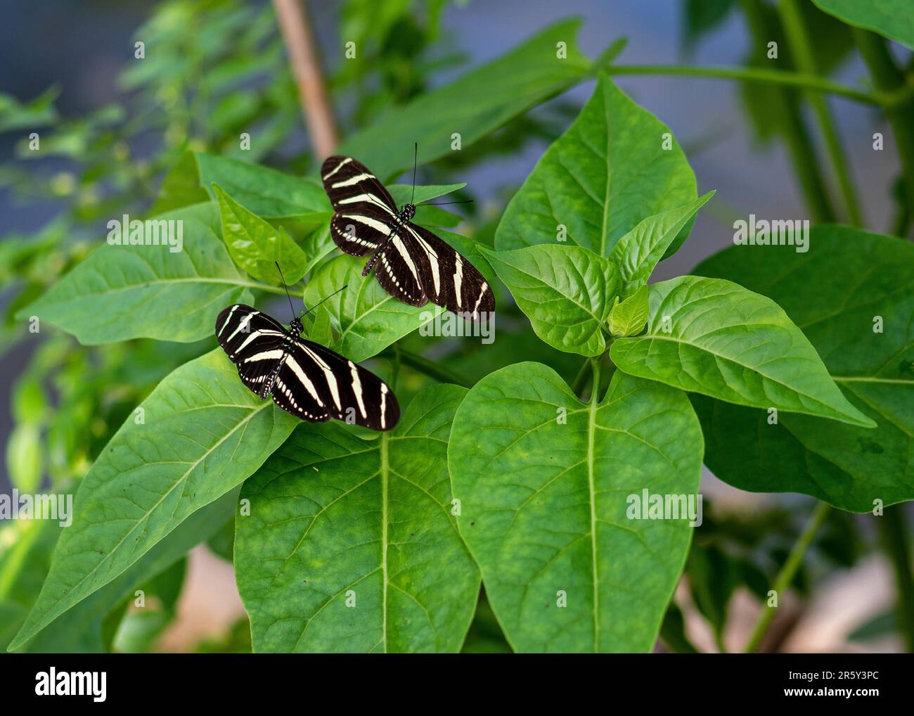 "Caleidoscopio accattivante: Balletto delle farfalle nel giardino botanico delle farfalle" Foto Stock
