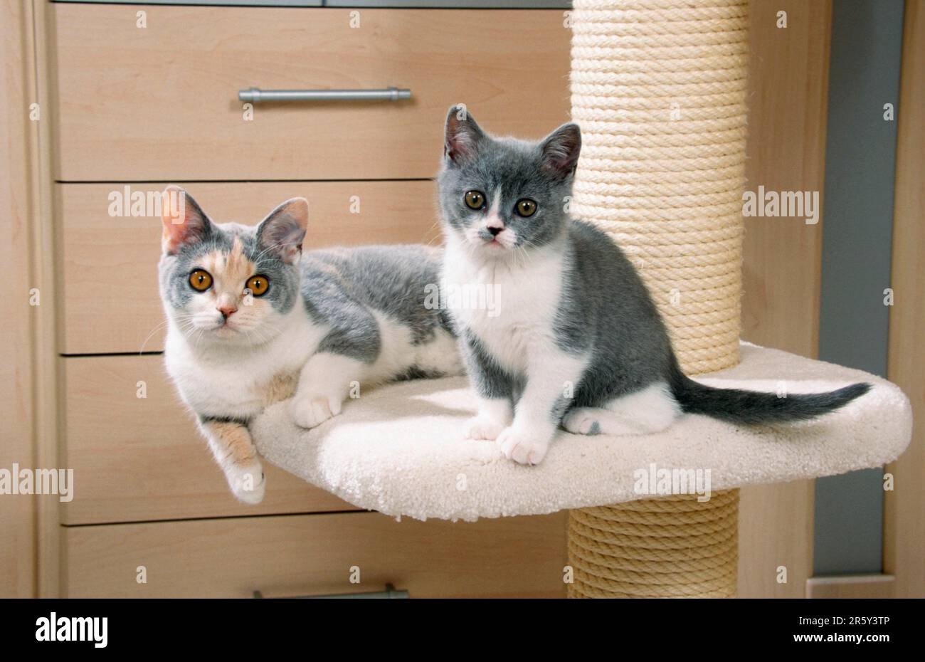 Gatto shorthair britannico, bianco-crema-blu e gattino, bianco-blu, BKH Foto Stock