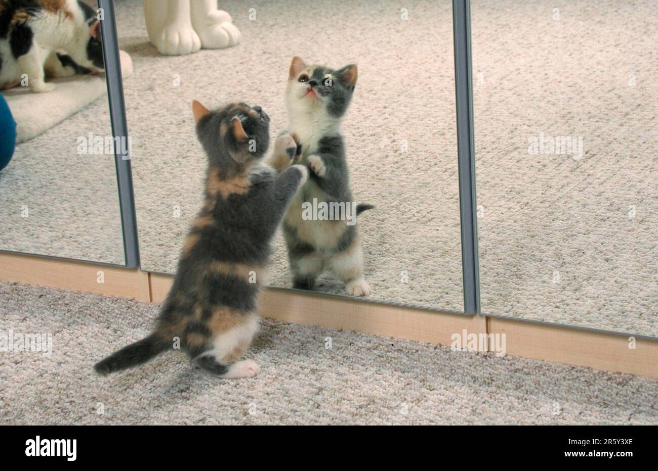 Gatto britannico shorthair, gattino, di fronte allo specchio Foto Stock
