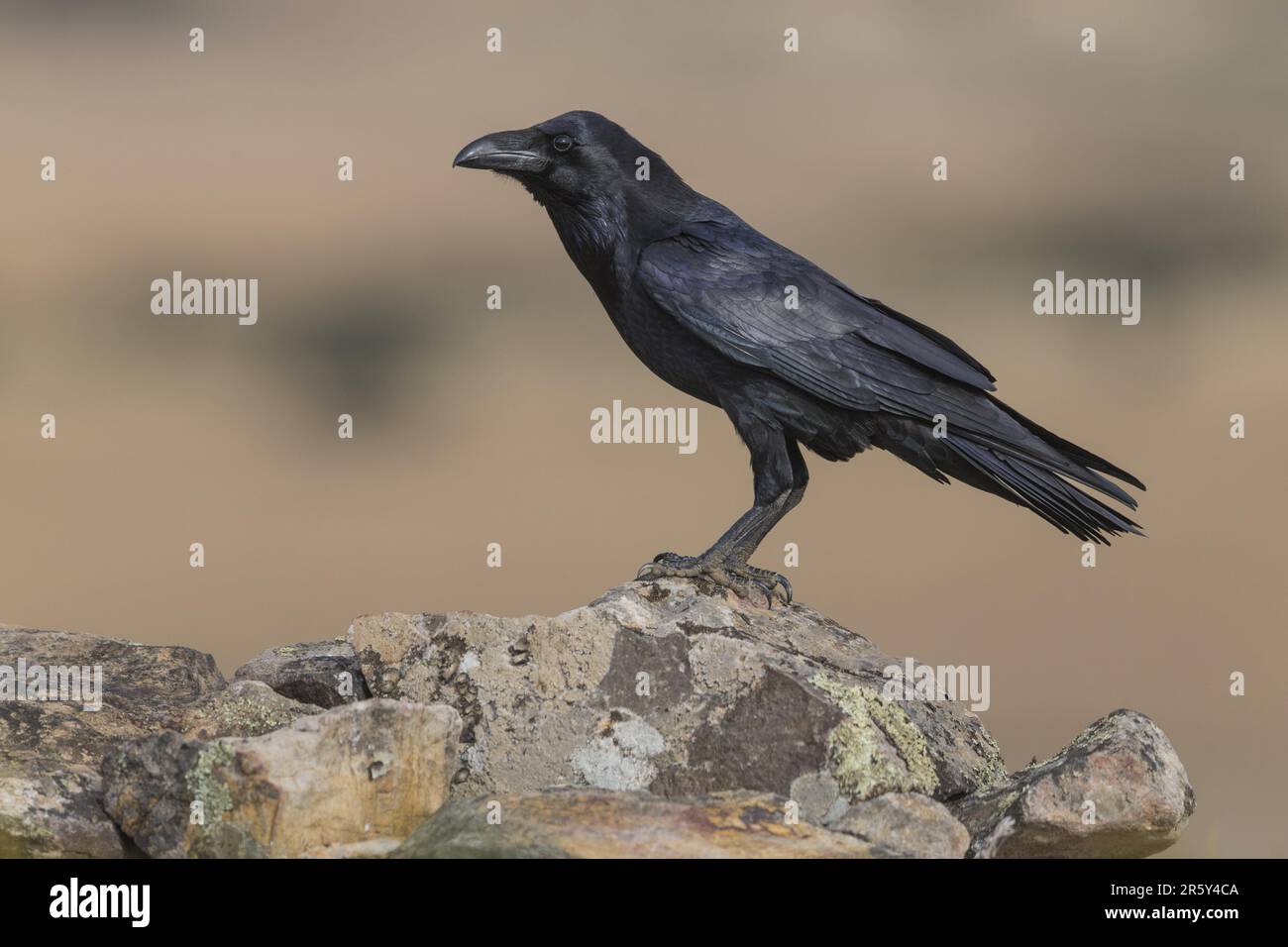 Corvo comune (Corvus corax), Spagna Foto Stock