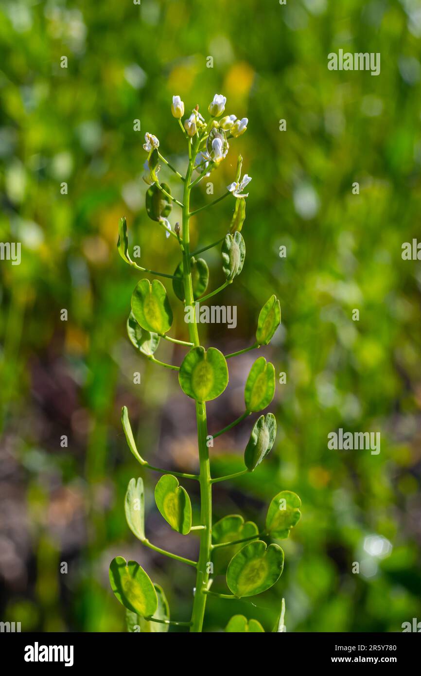 Pennycress di campo, l'arvense di Thlaspi è una pianta commestibile usata nelle insalate. I loro semi sono a volte usati come spezia, per lo più per la carne. Oggi è quasi Foto Stock