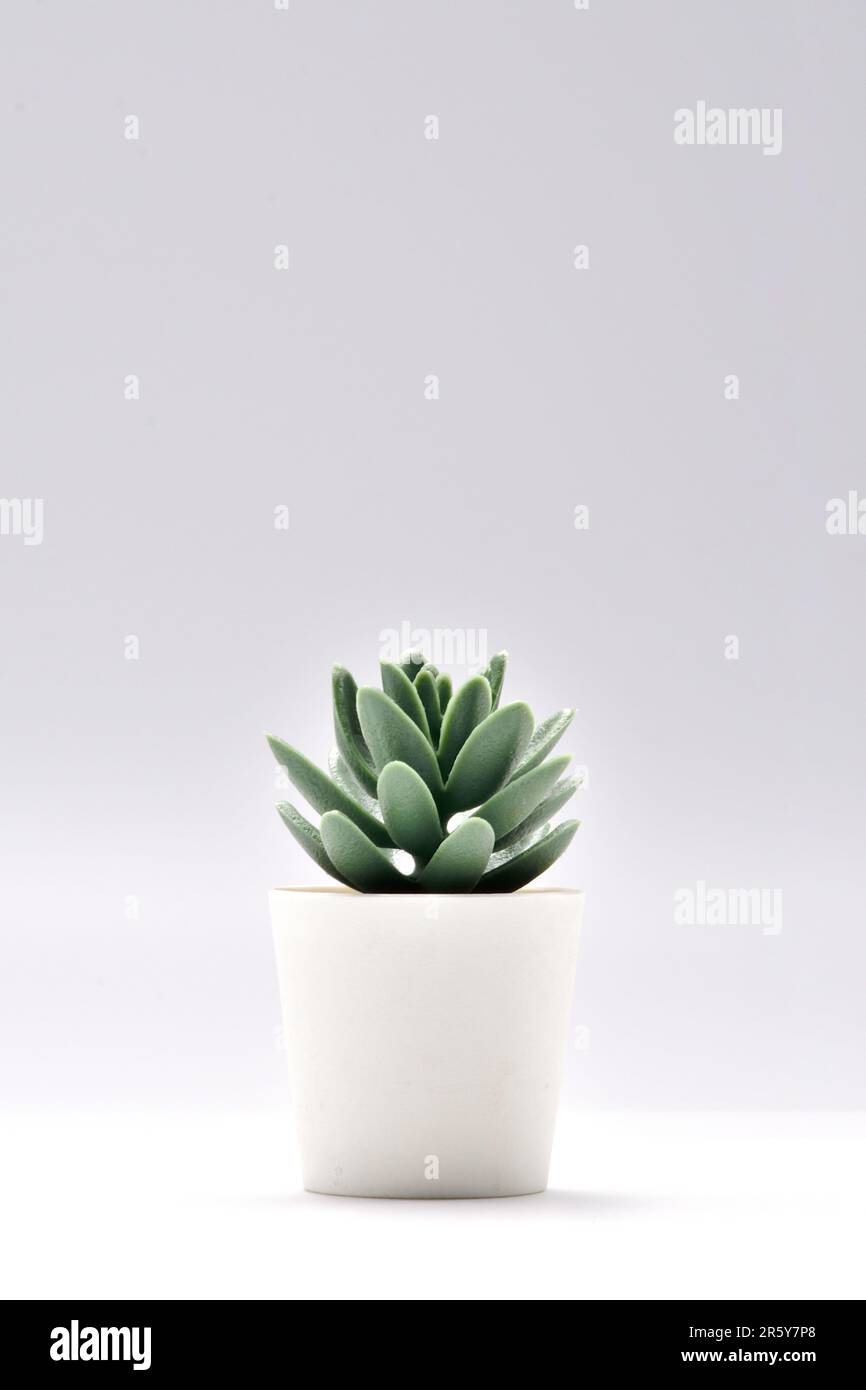 cactus in flowerpot.pianta artificiale in vaso bianco isolato su sfondo bianco.immagine verticale. Foto Stock